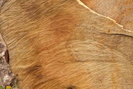 close up of old wooden cut textureの写真素材