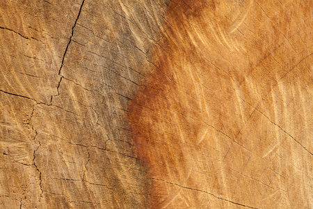 close up of old wooden cut textureの写真素材