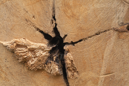 close up of old wooden cut textureの写真素材