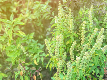 close up of hot basil plant in the gardenの写真素材