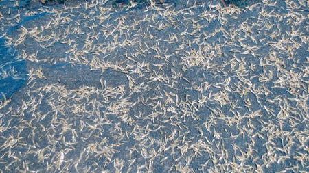 salted dried fish in the street at Phatthalung, Thailand styleの写真素材
