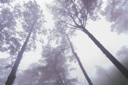 Pine tree forest with fog near mountain at Doi Mon Jong, Chiang Mai, Thailand