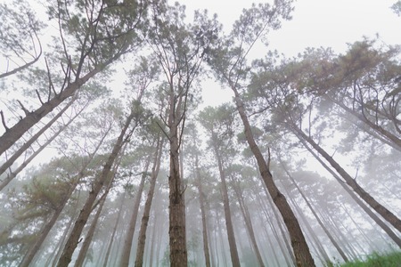 Pine tree forest with fog near mountain at Doi Mon Jong, Chiang Mai, Thailandの写真素材