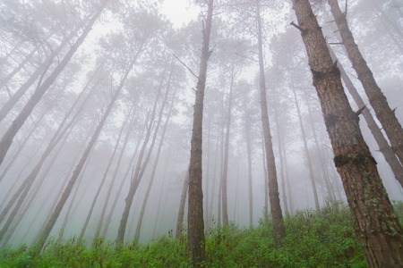 Pine tree forest with fog near mountain at Doi Mon Jong, Chiang Mai, Thailandの写真素材