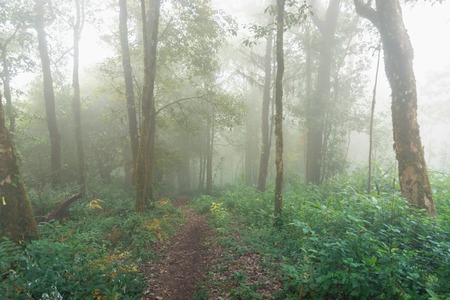 tropical rainforest at mon jong national park ,chaing mai,Thailandの写真素材