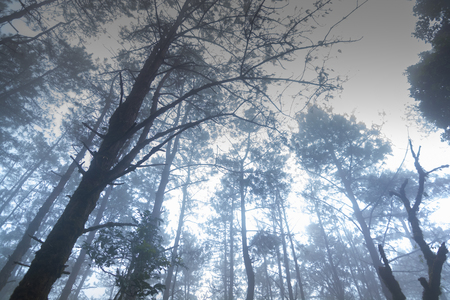 pine tree rainforest at mon jong national park ,chaing mai,Thailandの写真素材