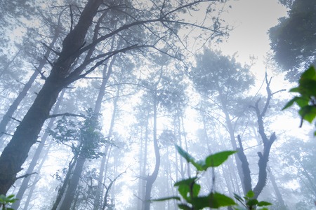 pine tree rainforest at mon jong national park ,chaing mai,Thailandの写真素材