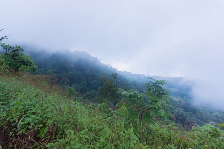 heavy fog, cloud and mist in tropical rainforest in mon jong doi at Chaing mai, Thailandの写真素材