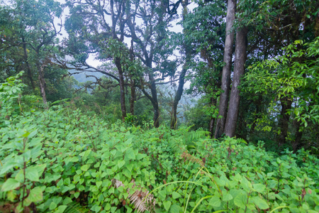 heavy fog, cloud and mist in tropical rainforest in mon jong doi at Chaing mai, Thailandの写真素材