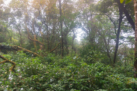 fresh green rainforest at mon jong doi, Chaing mai, Thailand