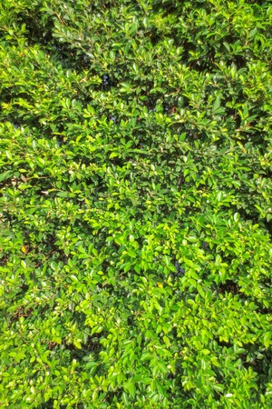 Green leave texture with edit light and color