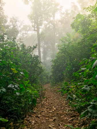 hiking path in green rain forest at mon jong doi, Chaing mai, Thailnadhiking path in green rain forest at mon jong doi, Chaing mai, Thailandの写真素材