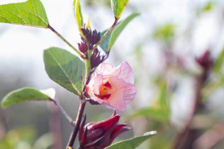 close up of fresh Roselle on tree in the gardenの写真素材