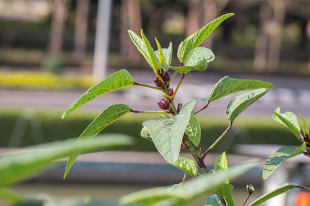 close up of fresh Roselle on tree in the gardenの写真素材