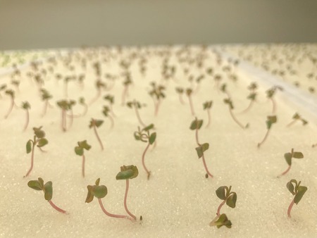 Hydroponic young green oak lettuce plant on foam boardの写真素材