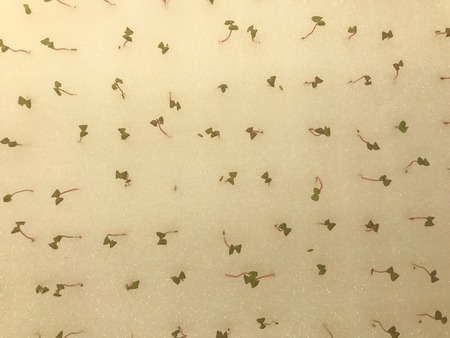 Hydroponic young green oak lettuce plant on foam board