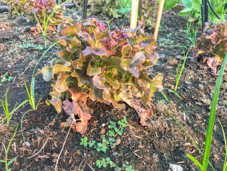 organic red oak lettuce plant on ground