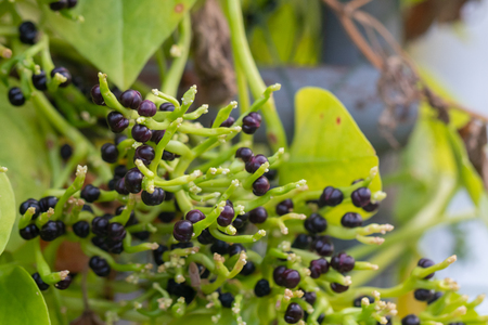 Calabash or Cucurbitaceae (Lagenaria Siceraria) in the garden