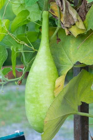 Calabash or Cucurbitaceae plant (Lagenaria Siceraria) at Thailandの写真素材