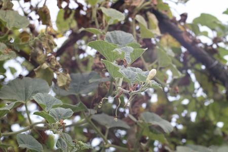 Calabash or Cucurbitaceae (Lagenaria Siceraria) in the garden