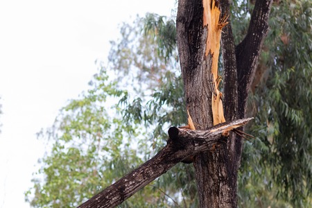 broken tree fall down after heavy storm at Thailandの写真素材