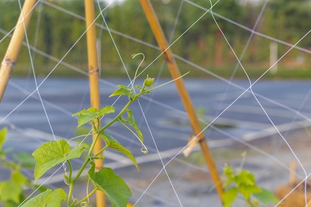 close up of Cucumber(Cucumis sativus) in the gardenの写真素材