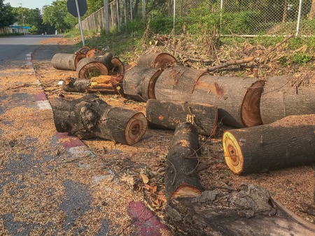 pile of wooden logs near the streetの写真素材