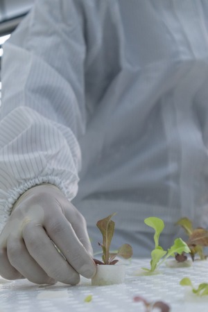scientist in white clean suit with Hydroponic plant at laboratoryの写真素材