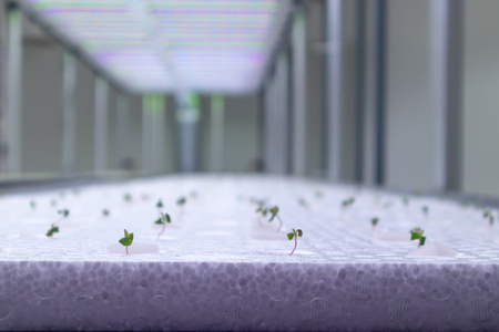 Green Oak Lettuce Hydroponic with LED light
