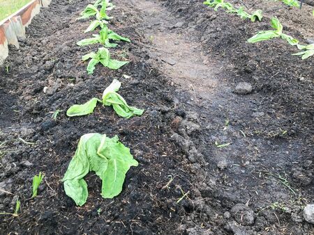 Withered green oak lettuce Vegetable on groundの写真素材