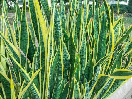Snake Plant (Sansevieria) in the garden at Thailandの写真素材
