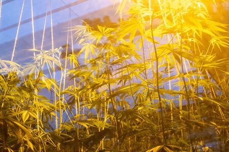 row growing cannabis marijuana plant on green house with lightの写真素材