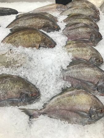 close up of black pomfret fish on pile of iced in the market