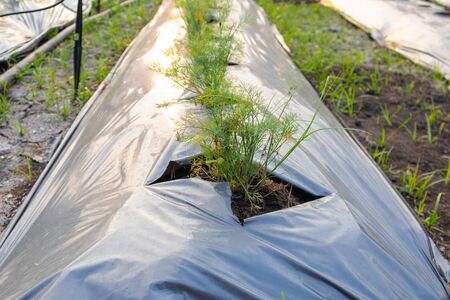 row of fresh green plant with plastic coverの写真素材