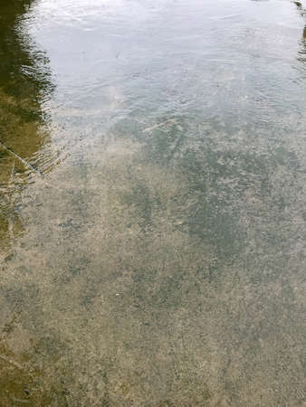 close up of green moss with water on the concrete floor