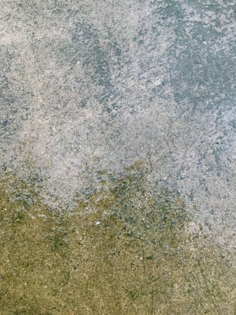 close up of green moss with water on the concrete floorの写真素材