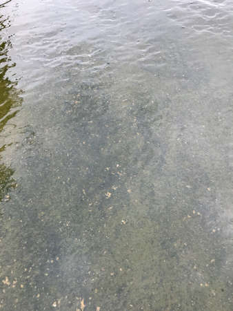 close up of green moss with water on the concrete floorの写真素材
