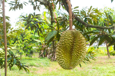 closeup of durian on the tree at Thailand