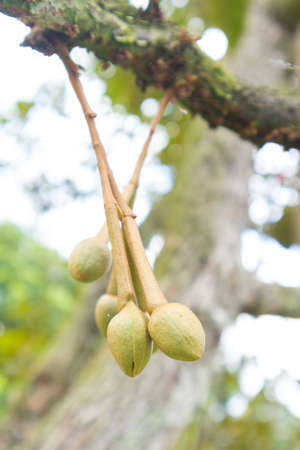 closeup of durian flower on the tree at Thailand