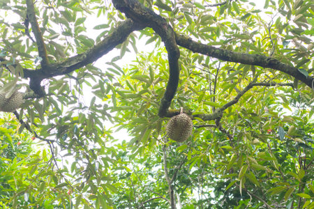 closeup of durian on the tree at Thailand