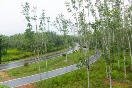 outdoor concrete car and bicycle road near rubber treeの写真素材