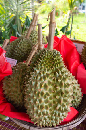 close up of pile fresh durian ready for harvest