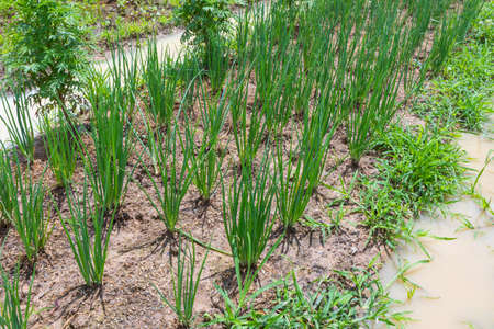 outdoor close up of green spring onion on sunny day