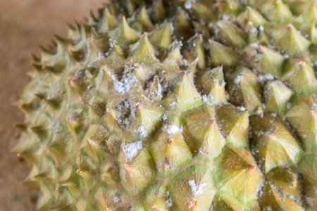 close up of rotten durian white mold problemの写真素材