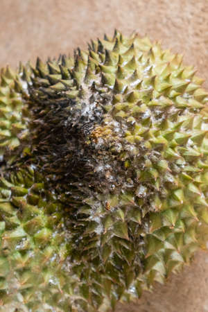 close up of rotten durian white mold problem