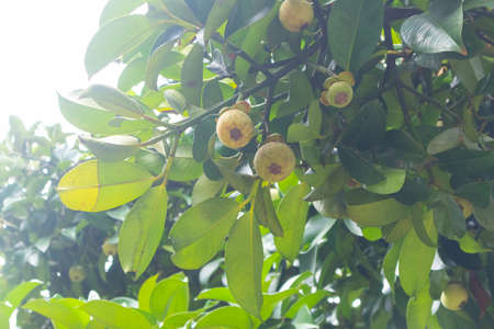 closeup of mangosteen on the tree at Thailand