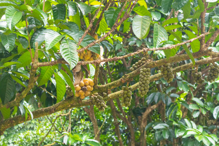 closeup of Lansium parasiticum or longkong tree at Thailand