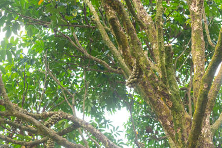 closeup of Lansium parasiticum or longkong tree at Thailand