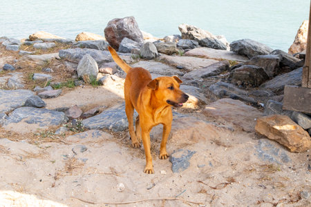 dog next to the Beach at Nakornsrithammarat, Thailandの写真素材