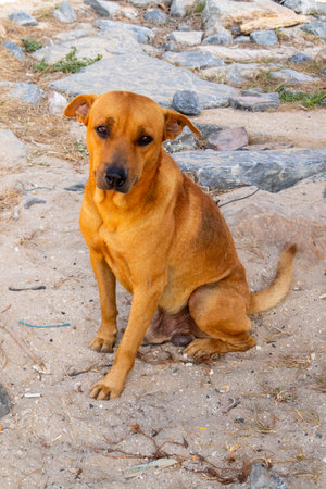 dog next to the Beach at Nakornsrithammarat, Thailandの写真素材